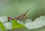 Gemeine_Skorpionsfliege-Maennchen.jpg