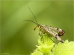 Gemeine_Skorpionsfliege-Panorpa_communis-Maennchen-09_06_2017.jpg