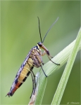 Gemeine_Skorpionsfliege-Panorpa_communis-Weibchen.jpg