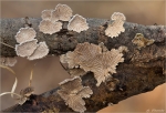Gemeine_Spaltblaettlinge-Schizophyllum_commune-Januar_2013.jpg
