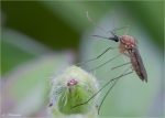 Gemeine_Stechmuecke-Culex_pipiens.jpg