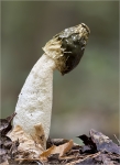 Gemeine_Stinkmorchel-Phallus_impudicus-September_2016.jpg