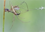 Gemeine_Streckerspinne-Tetragnatha_extensa.jpg
