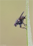 Gemeine_Stubenfliege-Musca_domestica.jpg