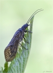 Gemeine_Wasserflorfliege-Sialis_lutaria.jpg