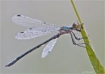 Gemeine_Weidenjungfer-Lestes_viridis-2014.jpg