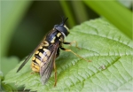 Gemeine_Wespenschwebfliege-Chrysotoxum_cautum.jpg