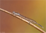 Gemeine_Winterlibelle-05_04_2015.jpg