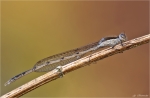 Gemeine_Winterlibelle-Sympecma_fusca-05_04_2015.jpg
