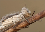 Gemeine_Winterlibelle-Sympecma_fusca-26_03_2016-Portrait.jpg