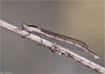 Gemeine_Winterlibelle-Sympecma_fusca-28_03_2015.jpg