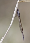 Gemeine_Winterlibelle-Sympecma_fusca.jpg