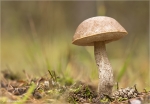 Gemeiner_Birkenpilz-Leccinum_scabrum.jpg
