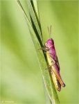 Gemeiner_Grashuepfer-Chorthippus_parallelus.jpg