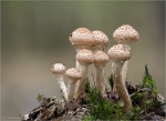 Gemeiner_Hallimasch-Armillaria_polymyces.jpg