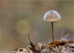 Gemeiner_Helmlings-Schimmel-Spinellus_fusiger-2014.jpg