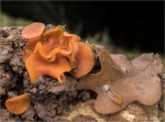 Gemeiner_Orangebecherling-Aleuria_aurantia-Nov__2019.jpg