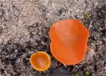 Gemeiner_Orangebecherling-Aleuria_aurantia-Oktober_2014.jpg