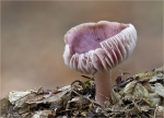 Gemeiner_Rettich-Helmling-Mycena_pura.jpg