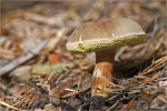 Gemeiner_Rotfussroehrling-Xerocomellus_chrysenteron.jpg