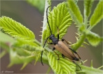 Gemeiner_Scheinbockkaefer-Oedemera_femorata.jpg