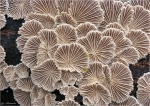 Gemeiner_Spaltblaettling-Schizophyllum_commune-Februar_2016.jpg
