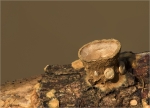 Gemeiner_Tiegelteuerling-Crucibulum_laeve-21_02_2018.jpg