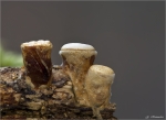 Gemeiner_Tiegelteuerling-Crucibulum_laeve.jpg