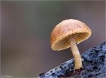 Gemeiner_Trompetenschnitzling-Tubaria_furfuracea-2015.jpg