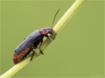 Gemeiner_Weichkaefer-Cantharis_fusca-12_05_2017.jpg