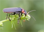 Gemeiner_Weichkaefer-Cantharis_fusca.jpg