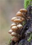 Gemeines_Stockschwaemmchen-Kuehneromyces_mutabilis.jpg