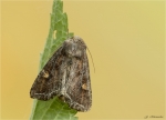 Gemueseeule-Lacanobia_oleracea.jpg