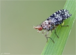 Gepunktete_Hornfliege-Trypetoptera_punctulata.jpg