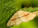 Gepunkteter_Eichen-Guertelpuppenspanner-Cyclophora_punctaria.jpg