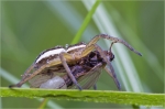 Gerandete_Jagdspinne-Dolomedes_fimbriatus.jpg