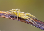 Gerandete_Jagdspinne-Jungtier-Dolomedes_fimbriatus.jpg
