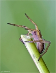 Gerandete_Jagdspinne.jpg