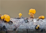 Gestielte_Gallerttraene-Dacryomyces_capitatus.jpg