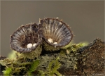 Gestreifter_Teuerling-Cyathus_striatus-14_11_2014.jpg