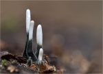 Geweihfoermige_Holzkeule-Xylaria_hypoxylon-noch_jung.jpg