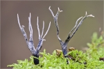 Geweihfoermige_Holzkeule-Xylaria_hypoxylon.jpg