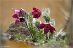 Gewoehnliche_Kuhschelle-Pulsatilla_vulgaris.jpg