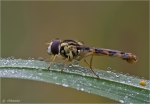 Gewoehnliche_Langbauchschwebfliege-Sphaerophoria_scripta.jpg