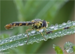 Gewoehnliche_Langbauchschwebfliege_2010.jpg
