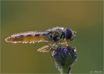 Gewoehnliche_Langbauchschwebfliege_mit_Morgenlicht.jpg