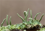 Gewoehnliche_Saeulenflechte-Cladonia_coniocraea.jpg