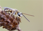 Gewoehnliche_Schmalbiene-Lasioglossum_calceatum-20_09_2016.jpg
