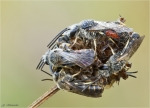 Gewoehnliche_Schmalbiene-Lasioglossum_calceatum-Schlafplatz.jpg