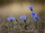 Gewoehnliche_Wegwarte-Cichorium_intybus.jpg